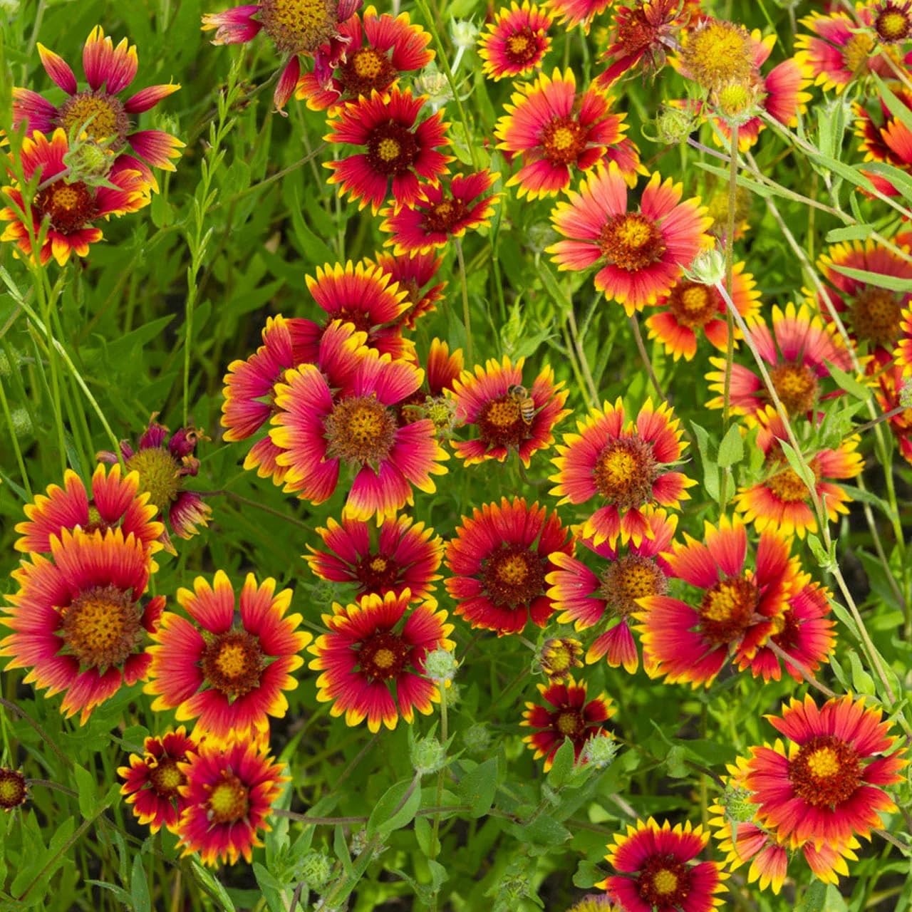 Heirloom Blanket Flower seeds for Planting Premium Quality Heirloom & GMO Free Seeds for Home Garden