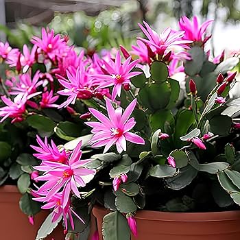 MultiColoured Schlumbergera Seeds Flower seeds for Planting Garden Favorite Heirloom & GMO Free Seeds for Home Garden 
 
 Sale