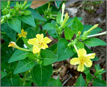 Yellow Mirabilis Flower seeds for Planting - Pollinator Friendly, Heirloom & GMO Free Seeds for Home Garden