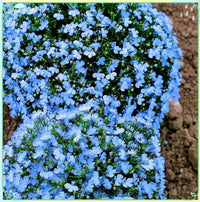 Lobelia Crest Blue White Seeds for Bright and Elegant Garden Flowers