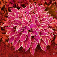 Pink Hosta plant with lush green foliage growing in a shaded garden.