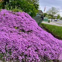 Creeping Thyme Thymus serpyllum for planting in herb garden