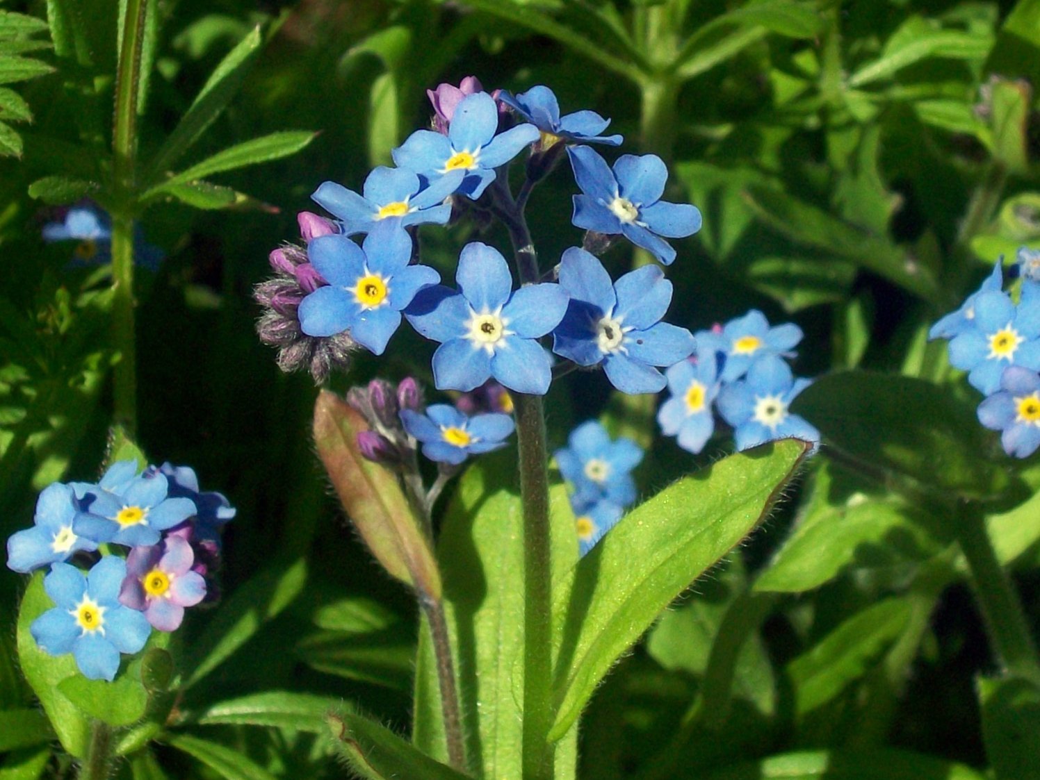 Forget Me Not Flower seeds for Planting Hardy Variety Heirloom & GMO Free Seeds for Home Garden