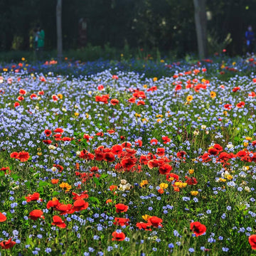 Wikipedia Flower seeds for Planting - Wildflower Mix, Heirloom & GMO Free Seeds for Home Garden