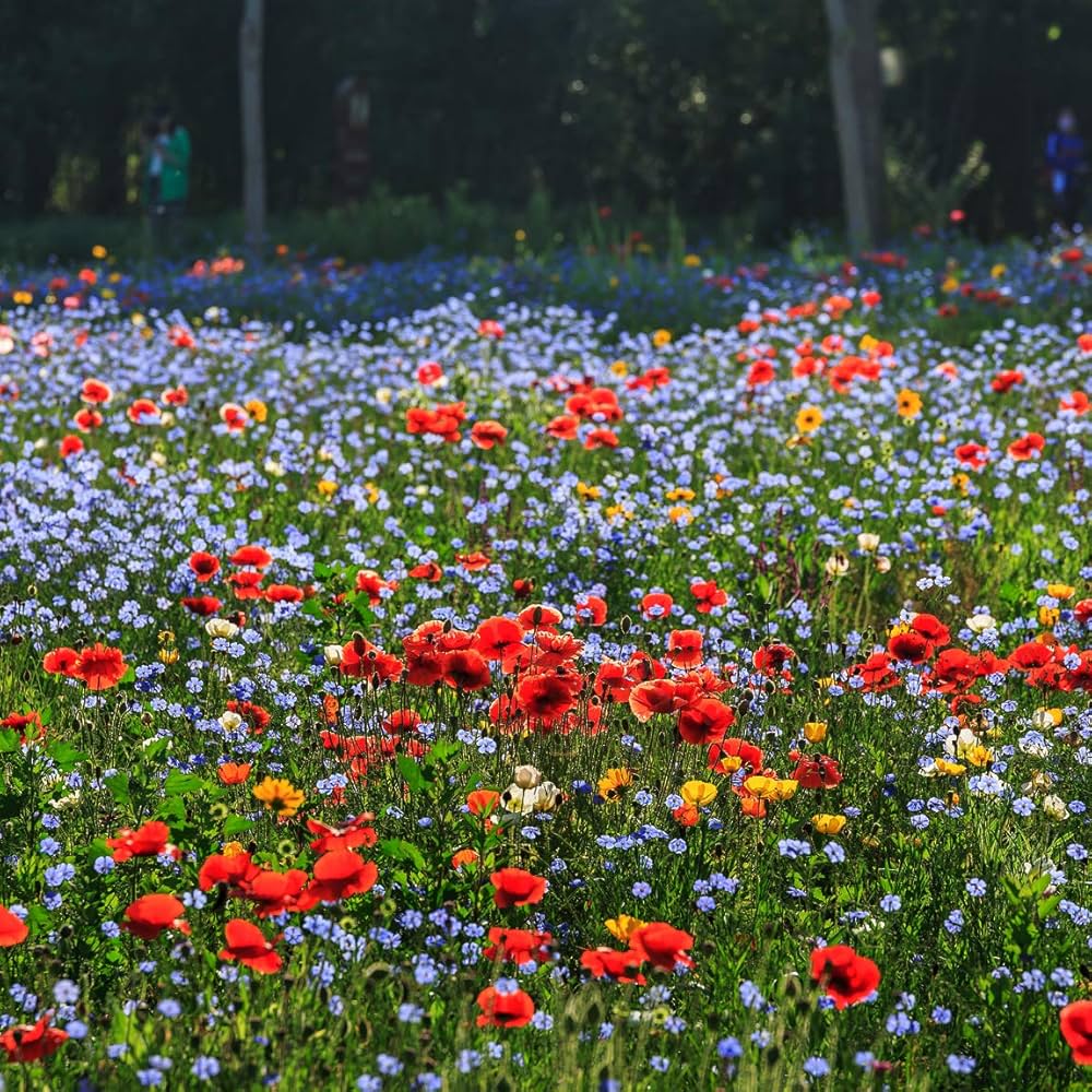 Chain Flower seeds for Planting, Wildflower Mix Heirloom & GMO Free Seeds for Home Garden