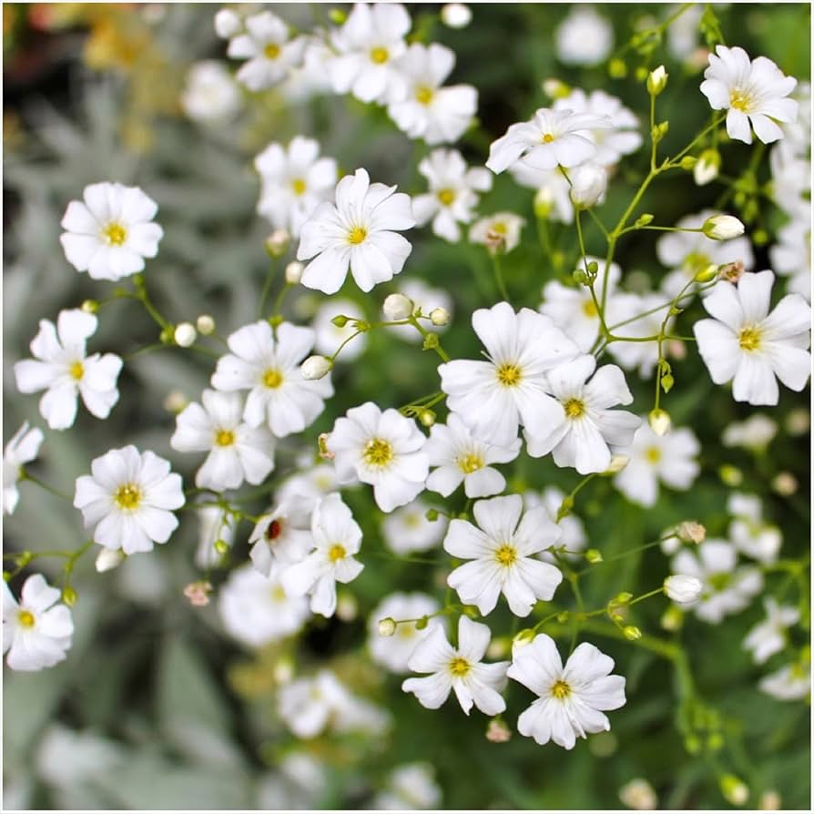 White Burren Flower seeds for Planting - Garden Favorite, Heirloom & GMO Free Seeds for Home Garden