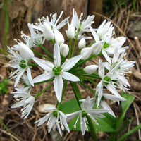 Ramsons Allium Ursinum Flower Seeds for Planting in Herb Garden and Woodland