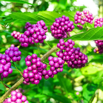 Callicarpa Beerensamen Callicarpa spp for planting in flower bed