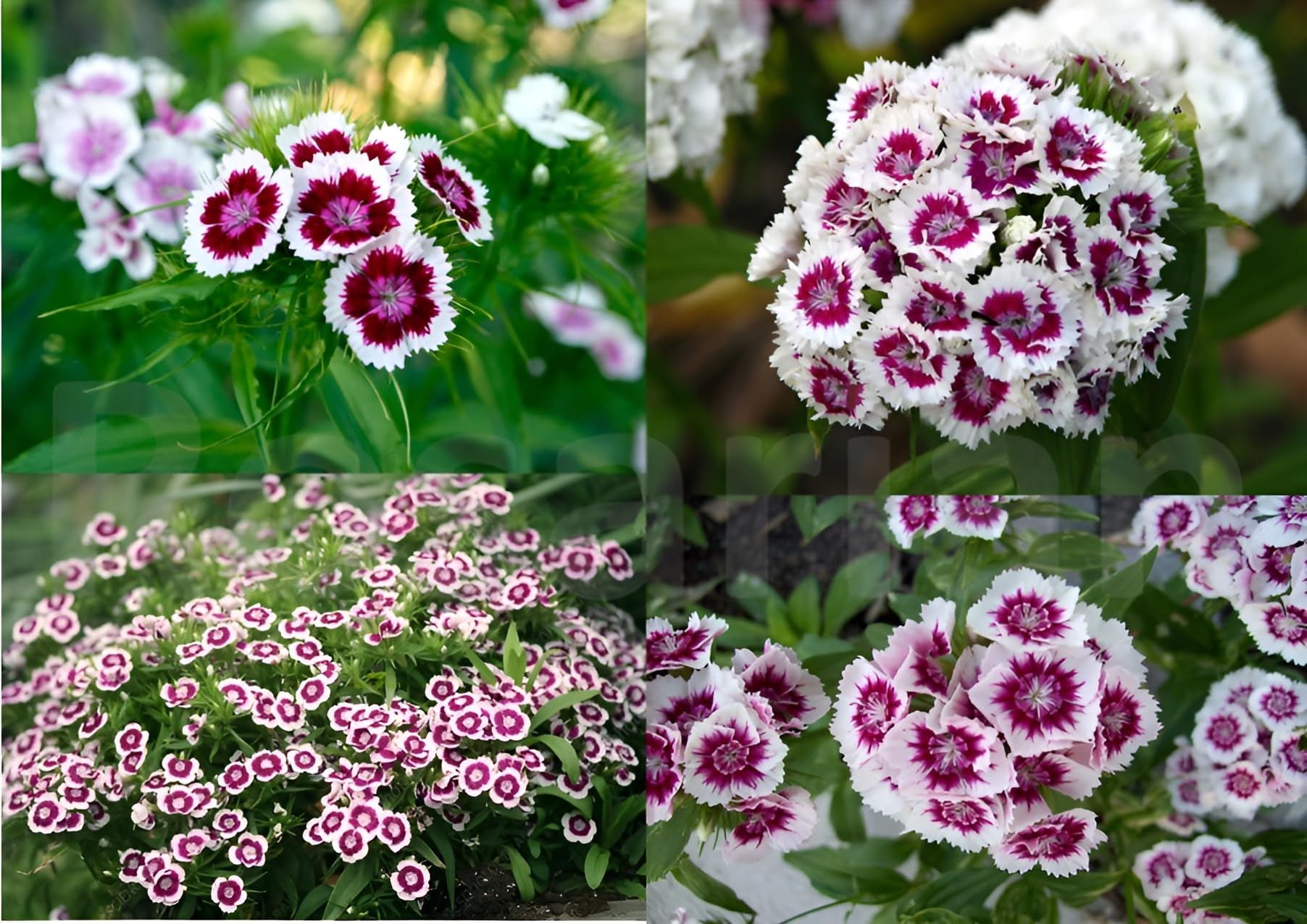 Dianthus Barbatus Flower seeds for Planting Low Maintenance Heirloom & GMO Free Seeds for Home Garden