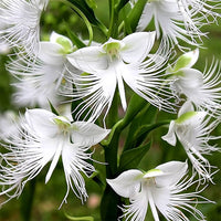 Radiata Orchid Flower seeds for Planting Bright Blooms Heirloom & GMO Free Seeds for Home Garden