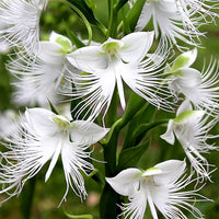 Egret Flower seeds for Planting Sun Loving Heirloom & GMO Free Seeds for Home Garden