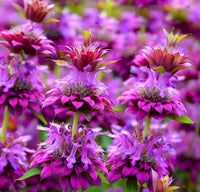 Clusters of purplish-lilac Bee Balm flowers growing outdoors.
