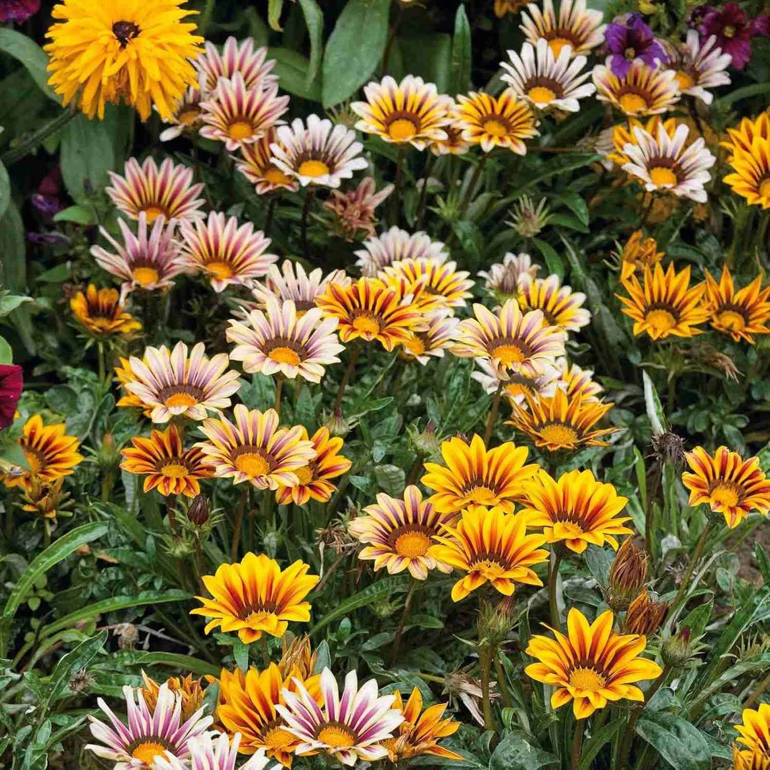 Gazania Giant Flower Seeds - Perfect for Easy Planting
