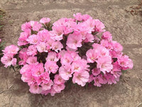 Godetia Sommerazalee Seeds for Elegant, Pink Godetia Flowers