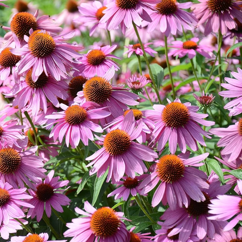 ConeFlower seeds for Planting Hardy Variety Heirloom & GMO Free Seeds for Home Garden 
 
 Sale