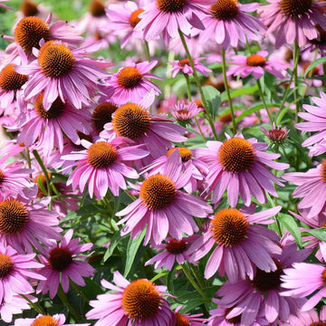 Colorful Echinacea plants blooming in a sunny garden bed.
