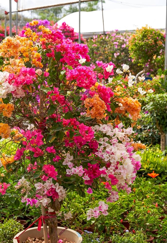 Mixed Color Bougainvillea Flower Seeds for Planting Hardy Variety Heirloom & GMO Free Seeds for Home Garden  Sale