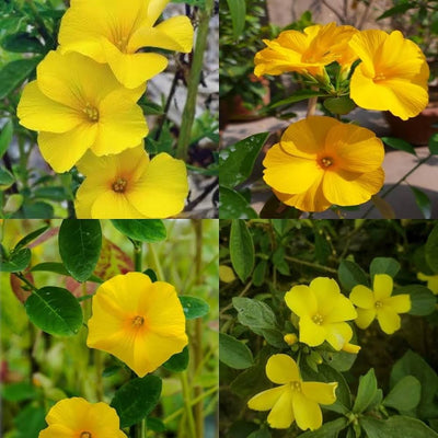 100 Pcs