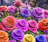 Mixed Colors Rose Flower seeds for vibrant roses