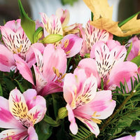 Peruvian Lily Alstroemeria spp. Flower Seeds for Planting in Flower Bed