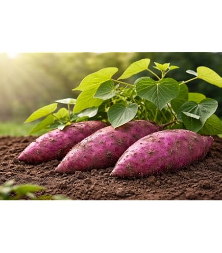 Yacon root crop plant with lush leaves growing in a garden bed.
