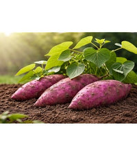 Yacon root crop plant with lush leaves growing in a garden bed.
