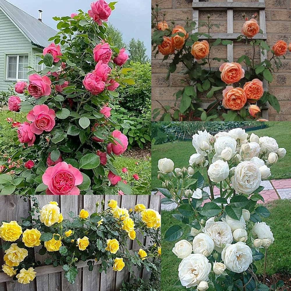 Mixed Climbing Perennial Rose Flower Seeds for Planting – Fragrant Blossoms Heirloom & NonGMO Seeds for Home Garden
 
 Sale