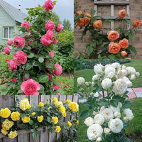 Mixed Climbing Perennial Rose Flower Seeds for Planting – Fragrant Blossoms Heirloom & NonGMO Seeds for Home Garden
 
 Sale