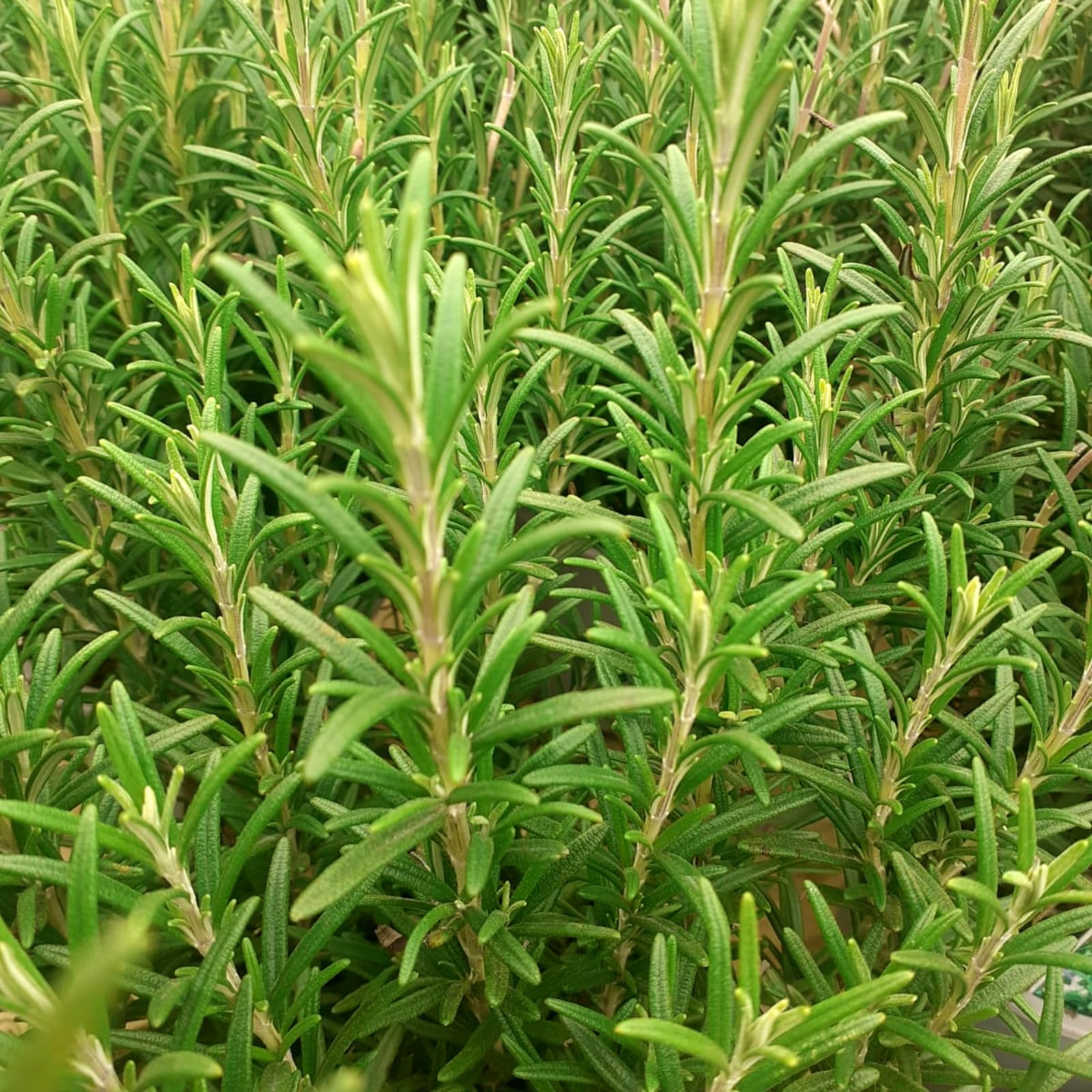 Carbeth Rosemary herb plant for garden growing