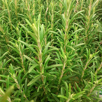 Carbeth Rosemary herb plant for garden growing