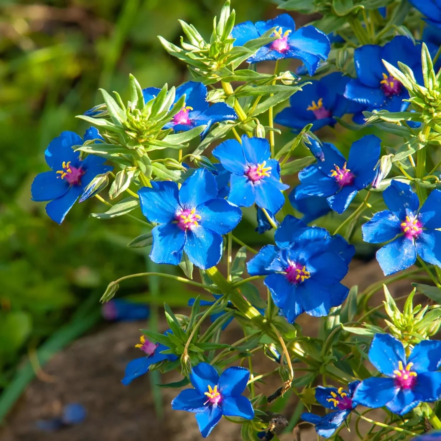 Blue Pimpernel Flower Seeds for Planting  Easy to Grow Annual Blooms
