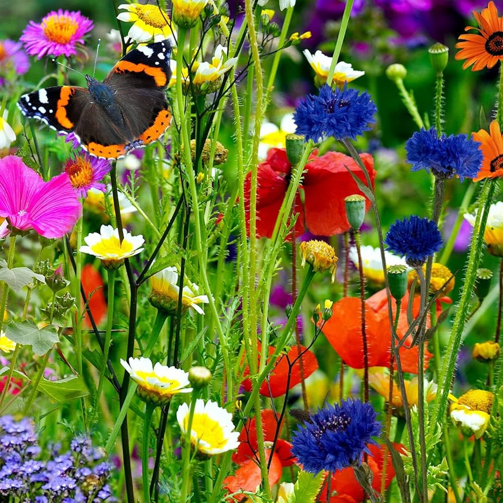 Save the Bees Mixed Wildflower Seeds for Pollinators