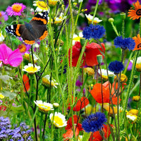 Save the Bees Mixed Wildflower Seeds for Pollinators