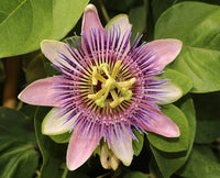 Passionflower Passiflora Incarnata Seeds for planting in trellis garden