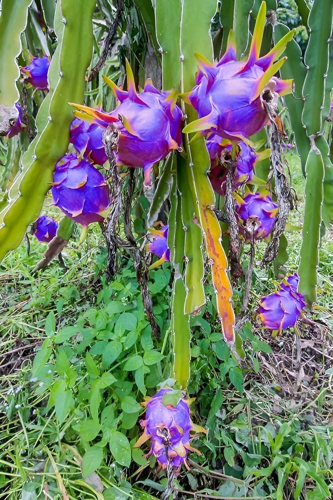 Sky Blue Pitaya Fruit Seeds for Planting - Exotic Tropical Delights
