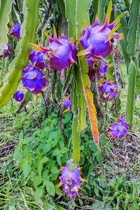 Sky Blue Pitaya Fruit Seeds for Planting - Exotic Tropical Delights