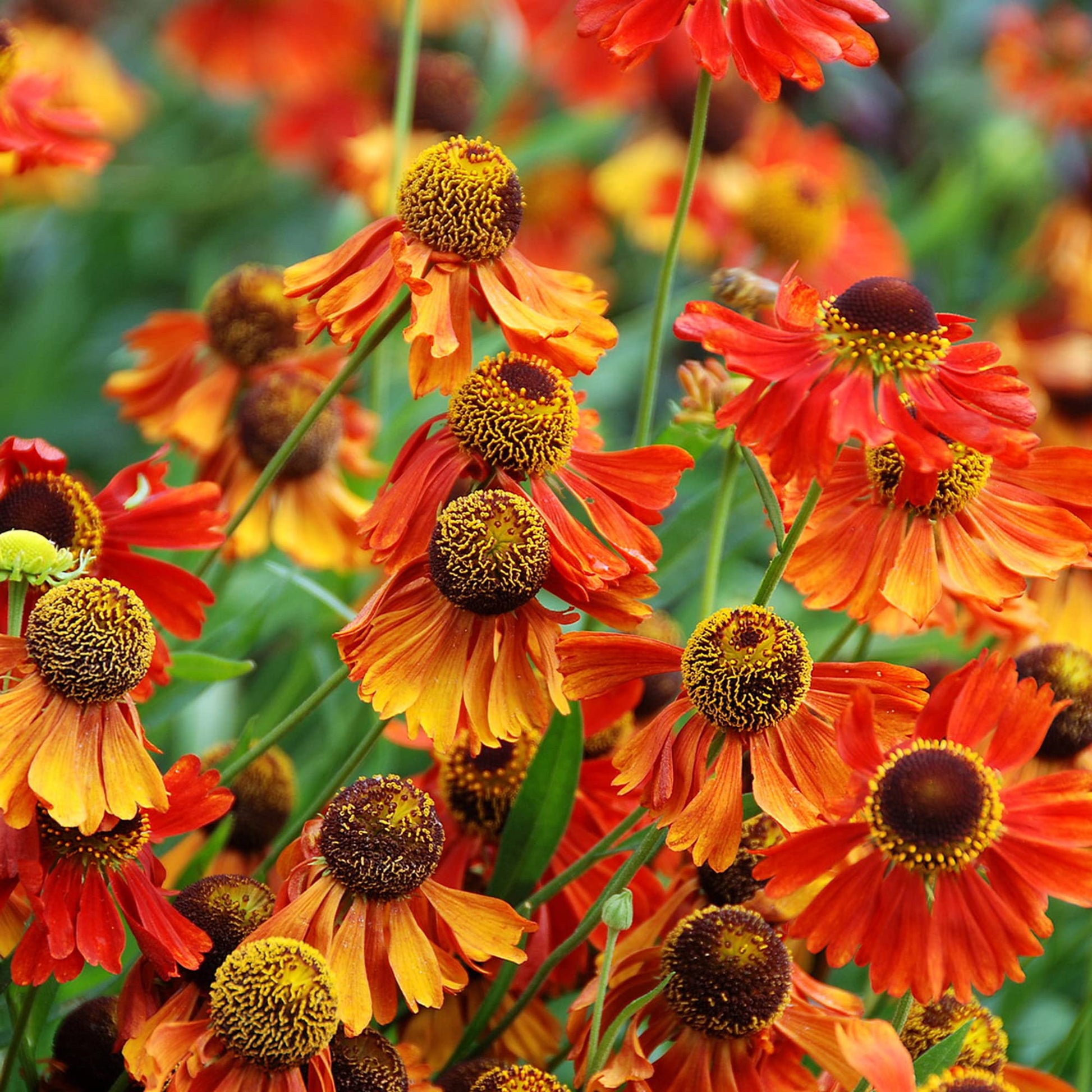 Helenium Sneezeweed Flower Seeds