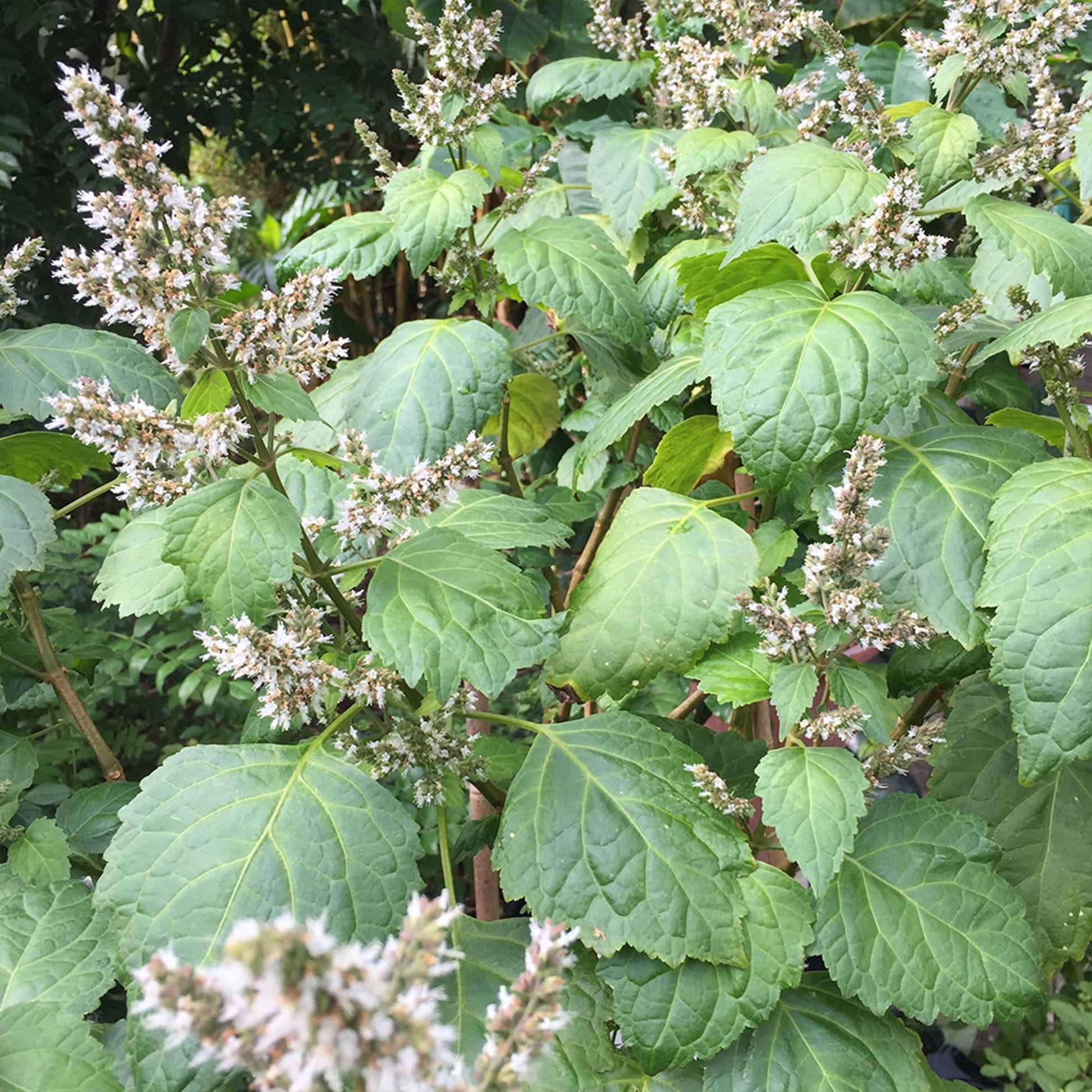 Young Patchouli plants with vibrant green aromatic leaves growing in a garden.
