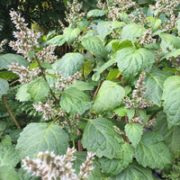 Young Patchouli plants with vibrant green aromatic leaves growing in a garden.