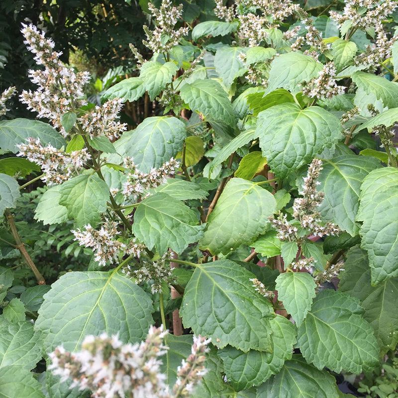 Young Patchouli plants with vibrant green aromatic leaves growing in a garden.