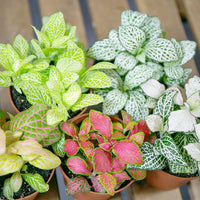 Mixed Fittonia Verschaffeltii Flower seeds for Planting - Cut Flower Favorite, Heirloom & GMO Free Seeds for Home Garden