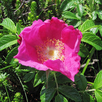 Red Rugosa Rose Seeds for Fragrant, Hardy Rose Bushes