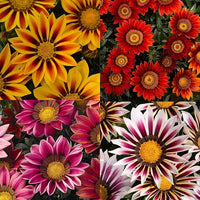 Gazania Gazania spp for planting in flower bed