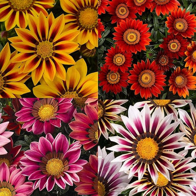 100 Pcs