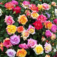 Mixed Colors Rose Flower Seeds for a Colorful Rose Garden