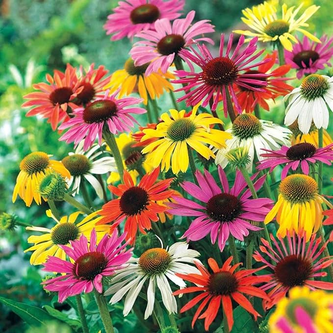 Firebird Coneflower Echinacea purpurea Seeds for Planting in Flower Bed