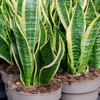 Green Snake Flower seeds for Planting - Seasonal Bloomer, Heirloom & GMO Free Seeds for Home Garden
 
 Sale for planting in home garden.