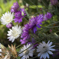 Mixed Xeranthemum Flower seeds for Planting - Drought Tolerant, Heirloom & GMO Free Seeds for Home Garden