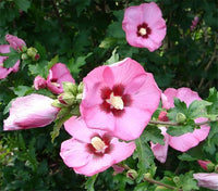 Rose of Sharon Hibiscus Syriacus Seeds
