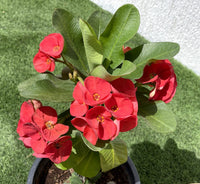 Red Euphorbia Milii Flower seeds for Planting Perfect for Borders Heirloom & GMO Free Seeds for Home Garden
 
 Sale